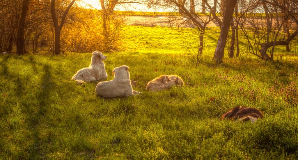 tree-for-a-furry-friend-trees-of-remembrance